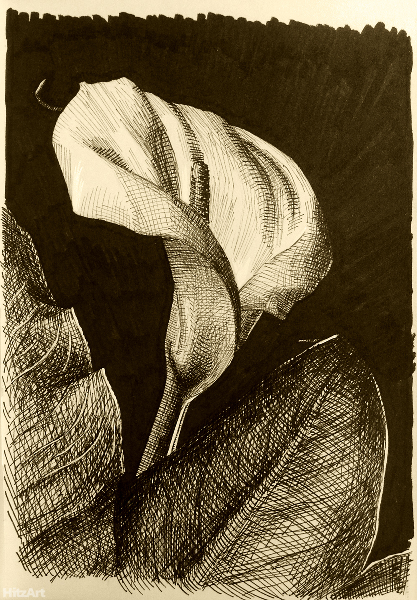 Calla Lilly