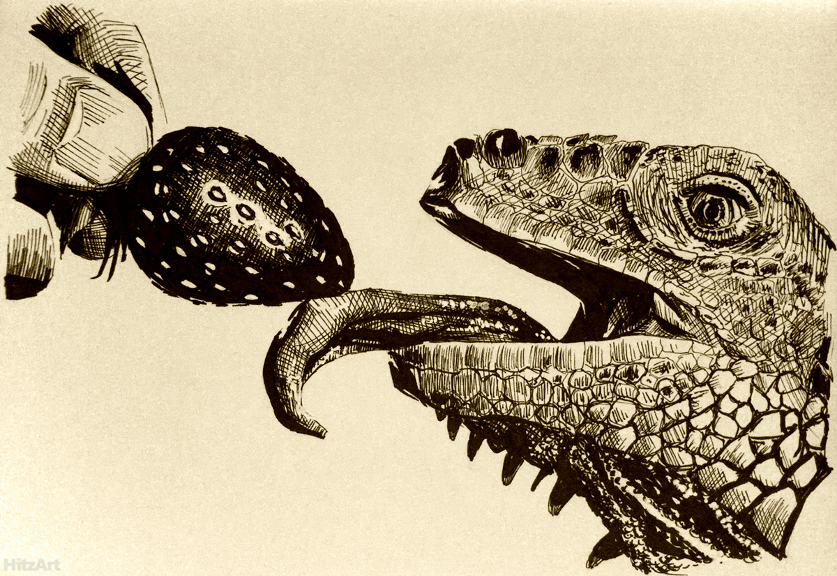 Iguana