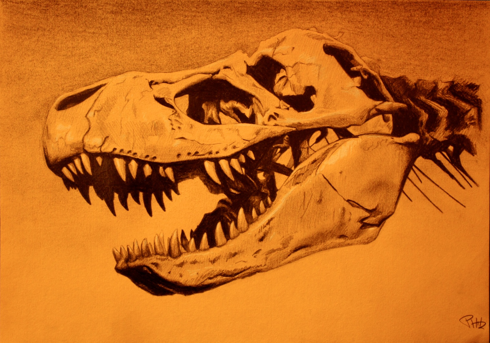 TRex Skull